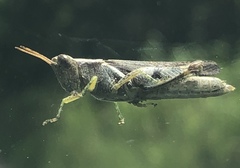 Abracris dilecta