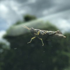 Abracris dilecta