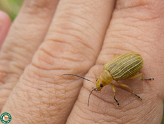 Metaxyonycha granulata