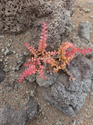 Adiantum hispidulum observed 2025-05-29
