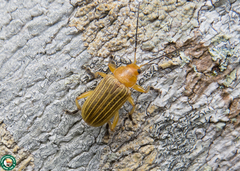 Metaxyonycha granulata