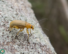 Metaxyonycha granulata