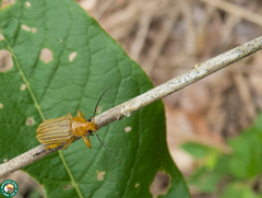 Metaxyonycha granulata