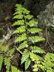 Asplenium laserpitiifolium