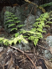 Asplenium laserpitiifolium