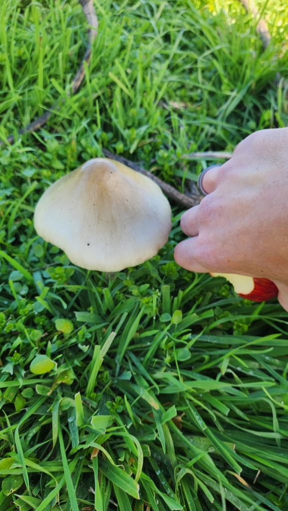 Volvopluteus gloiocephalus · May 2025 · photo: © squidney8 (iNaturalist, cc0)