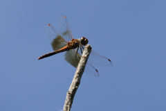 Sympetrum semicinctum occidentale
