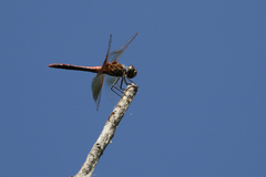 Sympetrum semicinctum occidentale