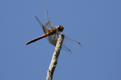 Sympetrum semicinctum occidentale