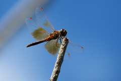 Sympetrum semicinctum occidentale