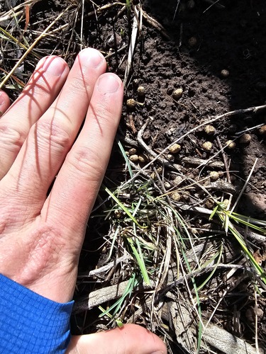 Pygmy Rabbit observed by peterolsoy