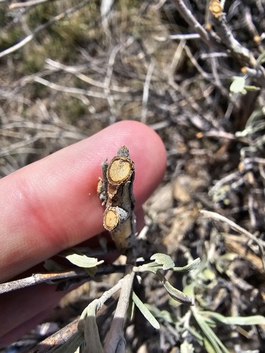 Pygmy Rabbit observed by peterolsoy