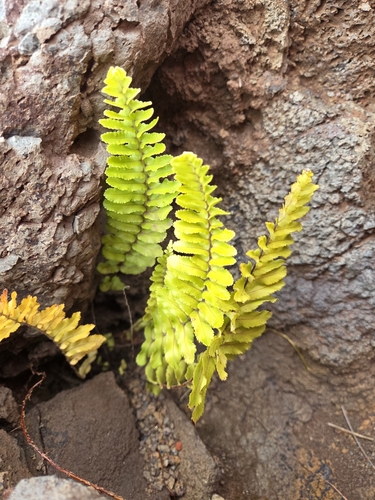Nephrolepis brownii observed 2025-05-29
