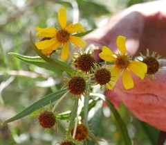 Helianthus nuttallii