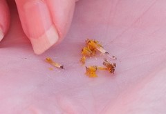 Helianthus nuttallii