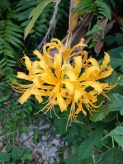 Lycoris aurea