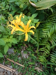 Lycoris aurea