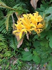 Lycoris aurea