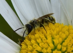 Cnemidandrena