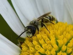 Cnemidandrena