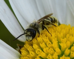 Cnemidandrena