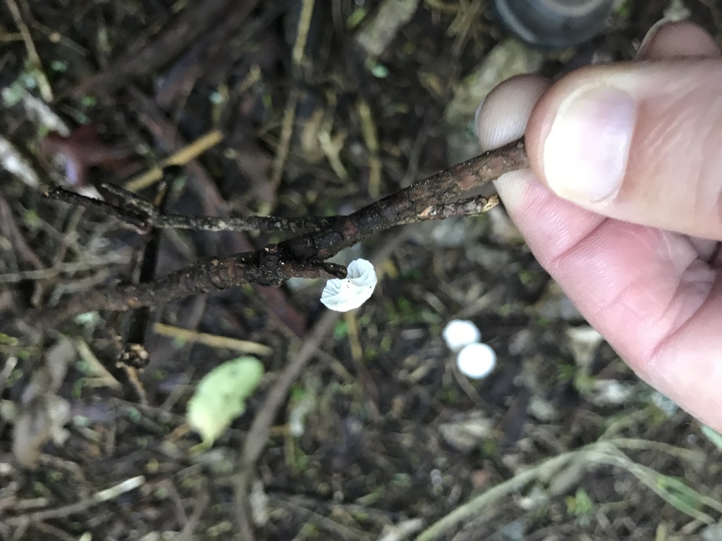 Marasmiellomycena albodescendens · May 2025 · photo: © stephen_hartley (iNaturalist, cc-by)