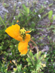 Papaver croceum