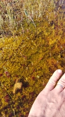 Sphagnum tenellum