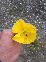 Papaver croceum