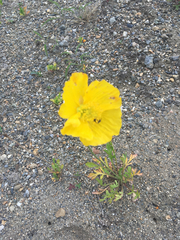 Papaver croceum