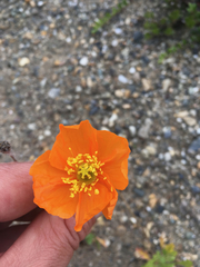 Papaver croceum