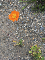 Papaver croceum