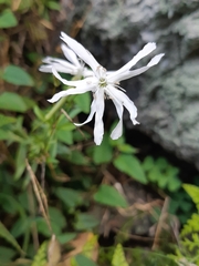 Silene fissipetala
