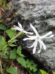 Silene fissipetala