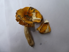 Russula acetolens