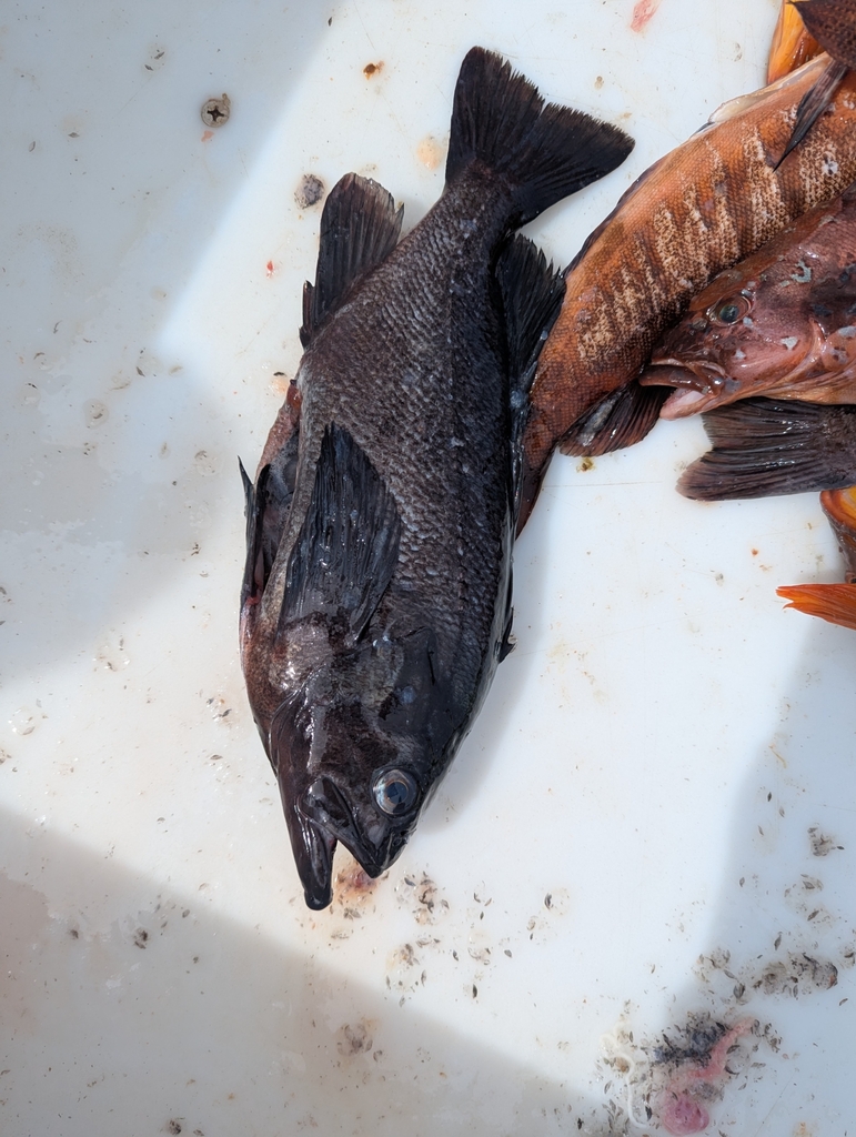 dusky rockfish