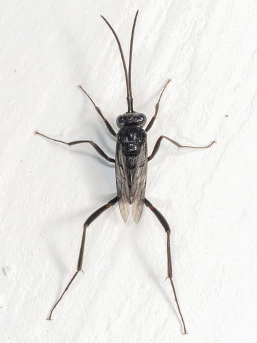 Blue-eyed Ensign Wasp