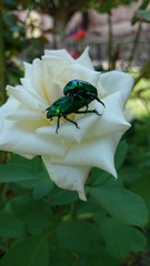 Calomacraspis splendens