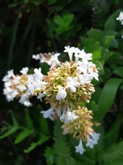 Abelia chinensis
