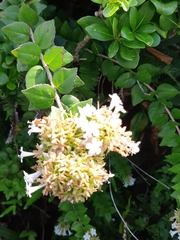 Abelia chinensis