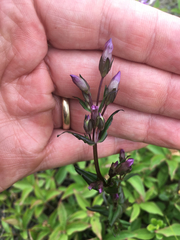Gentianella amarella acuta