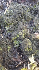 Scytinium intermedium