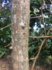 Paulowniaceae