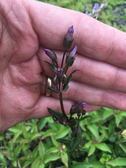 Gentianella amarella acuta