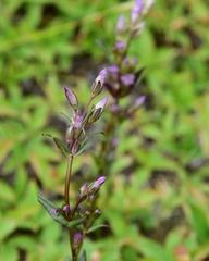 Gentianella amarella acuta