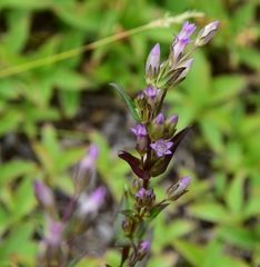Gentianella amarella acuta