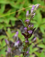 Gentianella amarella acuta