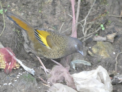 Scaly Laughingthrush photo 2