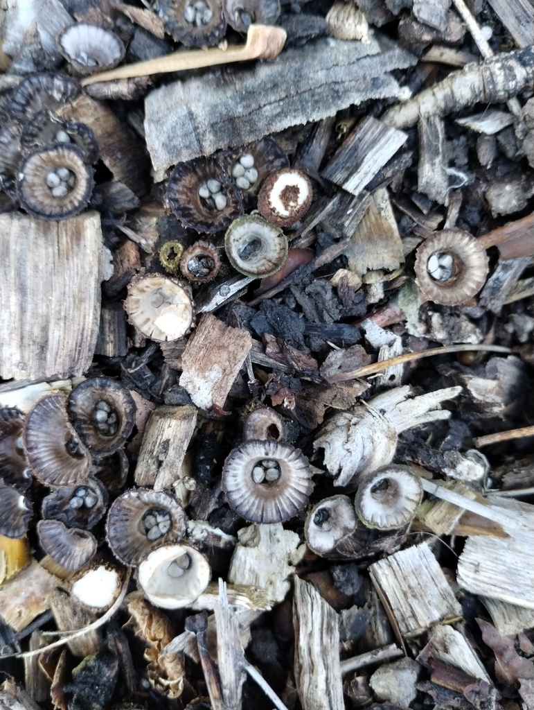 Cyathus striatus · May 2025 · photo: © notdoriangray (iNaturalist, cc-by)