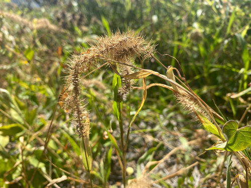 Setaria adhaerens observed 2025-05-29